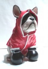 Boxer 26cm met rode hoodie